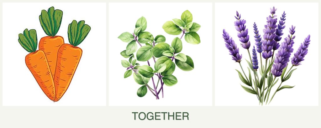 Can you plant carrots, oregano and lavender together?