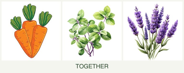 Can you plant carrots, oregano and lavender together?