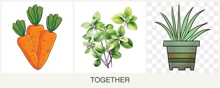 Can you plant carrots, oregano and lemongrass together?