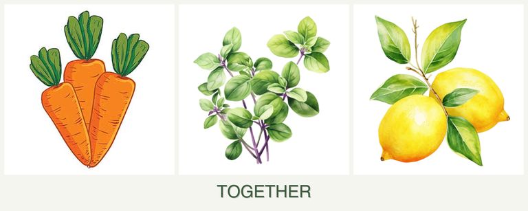 Can you plant carrots, oregano and lemons together?