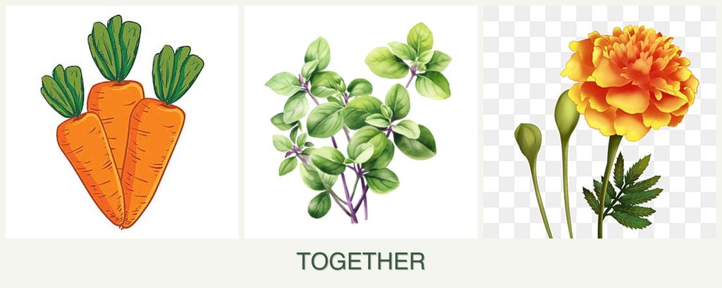 Can you plant carrots, oregano and marigolds together?