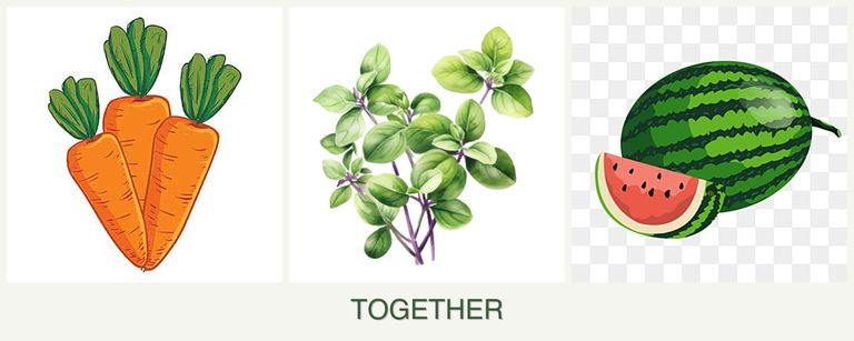 Can you plant carrots, oregano and melons together?