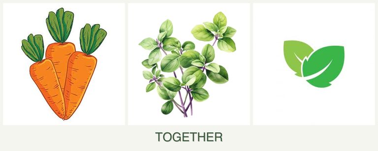 Can you plant carrots, oregano and mint together?