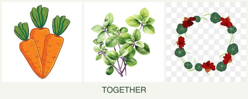 Can you plant carrots, oregano and nasturtiums together?