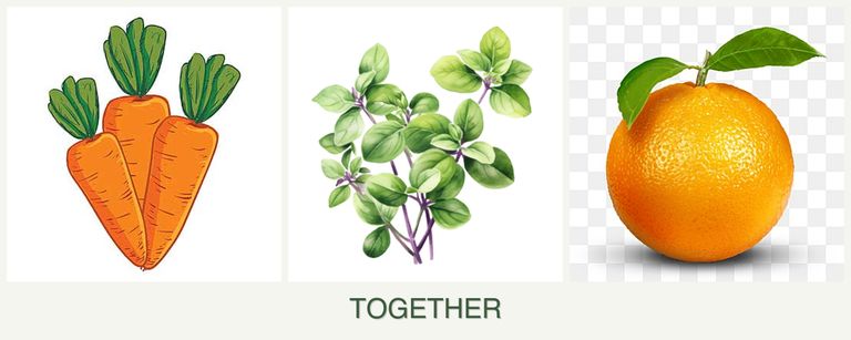 Can you plant carrots, oregano and oranges together?