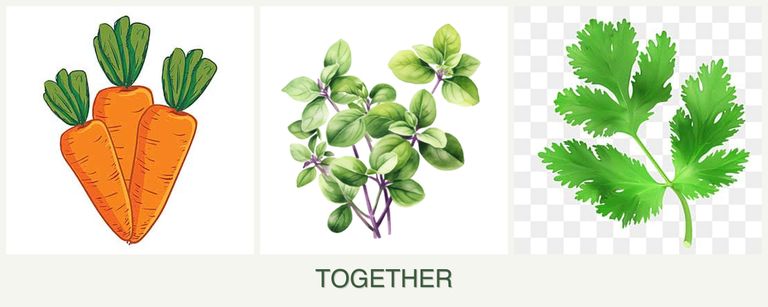 Can you plant carrots, oregano and parsley together?