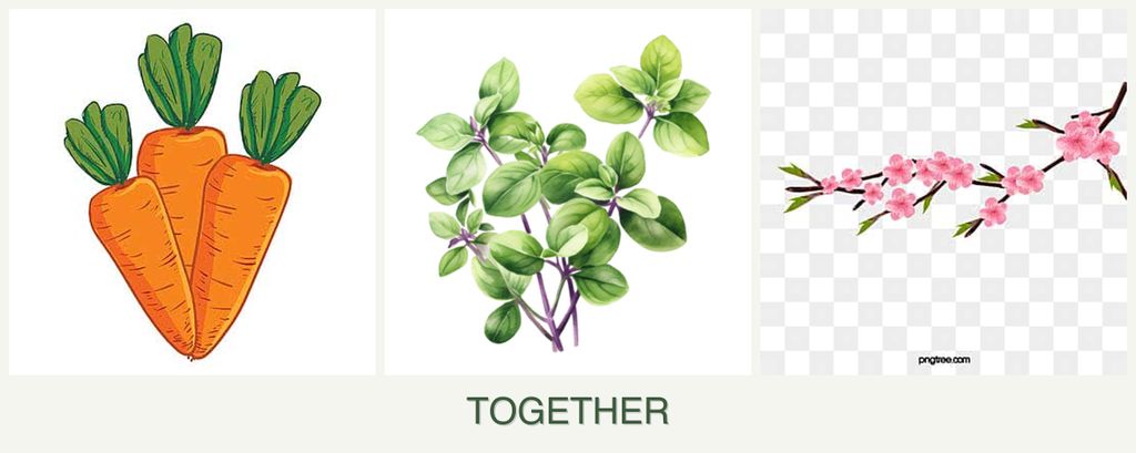 Can you plant carrots, oregano and peaches together?