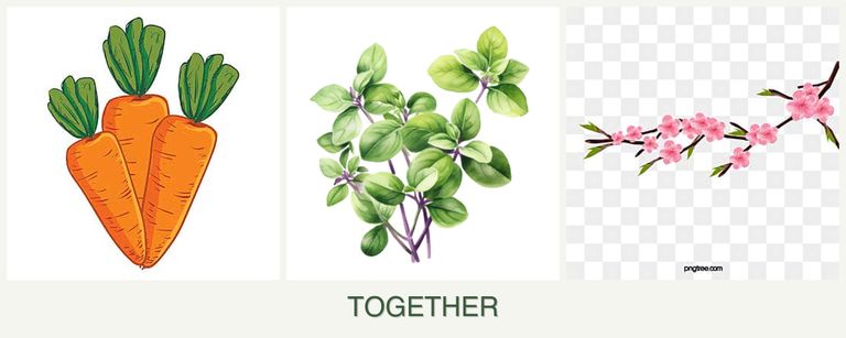 Can you plant carrots, oregano and peaches together?