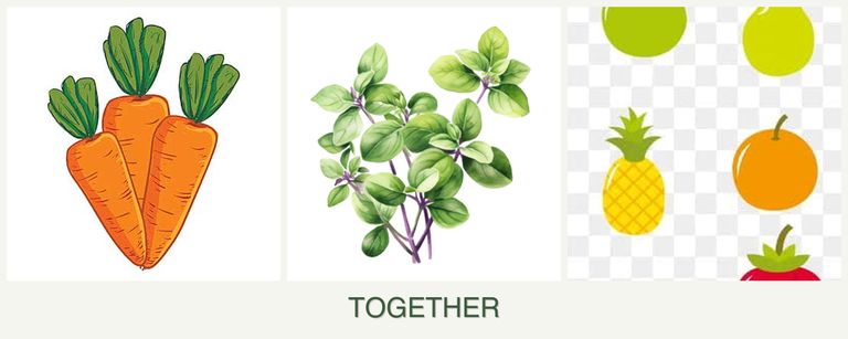 Can you plant carrots, oregano and pears together?