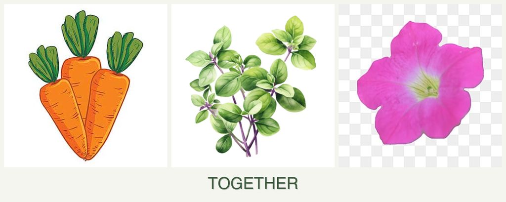Can you plant carrots, oregano and petunias together?