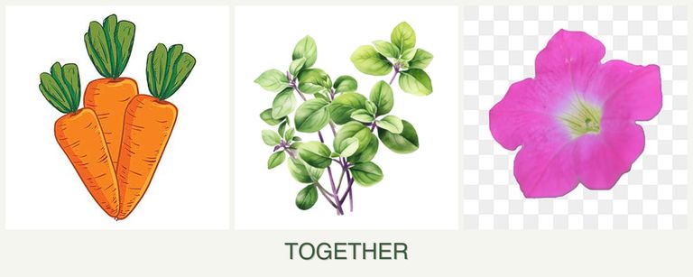 Can you plant carrots, oregano and petunias together?