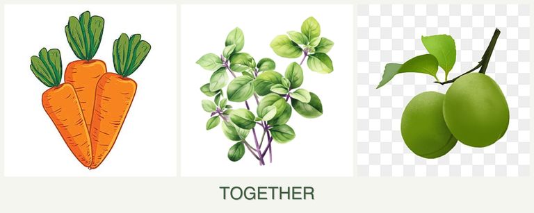 Can you plant carrots, oregano and plums together?