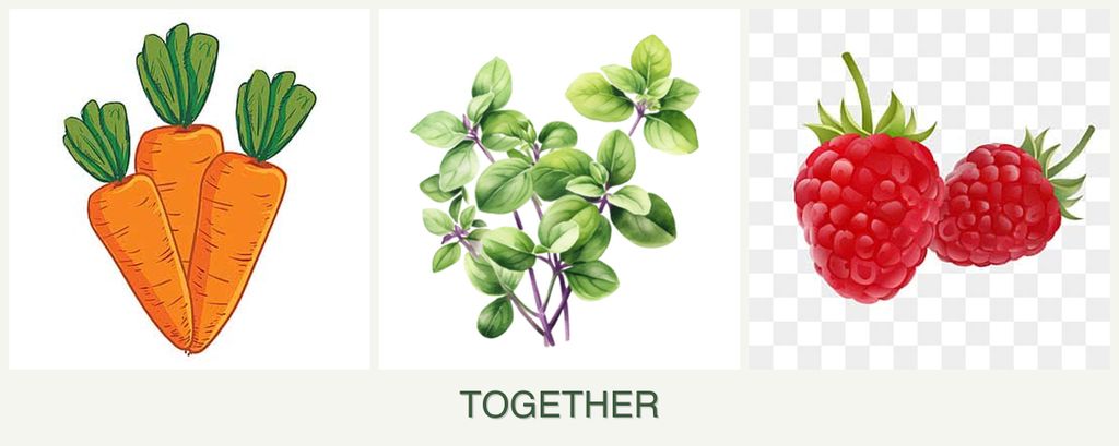 Can you plant carrots, oregano and raspberries together?