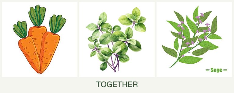 Can you plant carrots, oregano and sage together?
