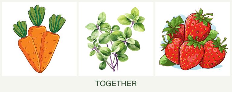 Can you plant carrots, oregano and strawberries together?