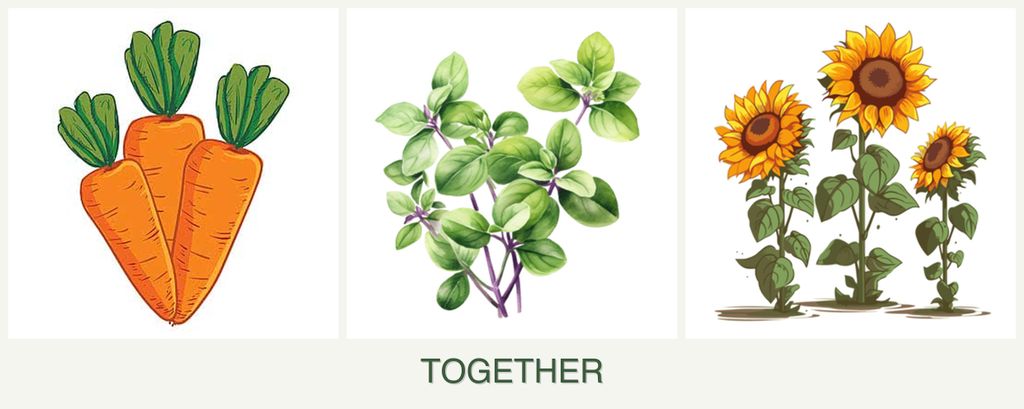 Can you plant carrots, oregano and sunflowers together?