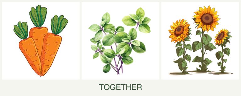 Can you plant carrots, oregano and sunflowers together?