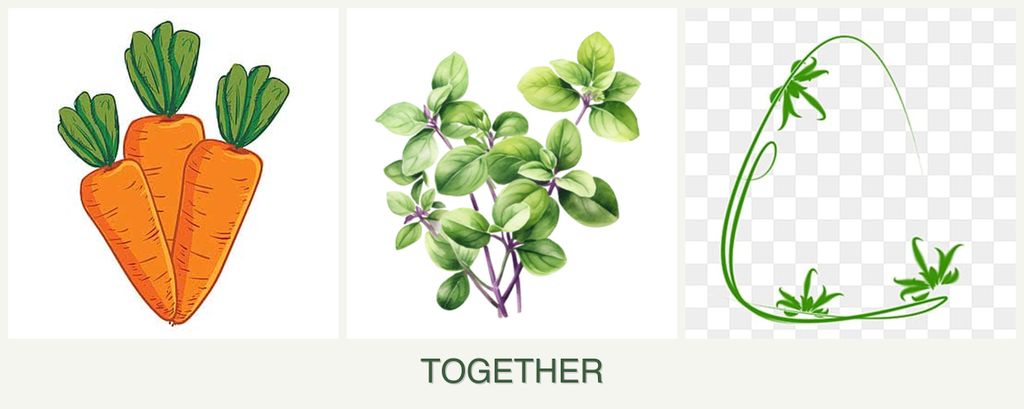Can you plant carrots, oregano and tarragon together?