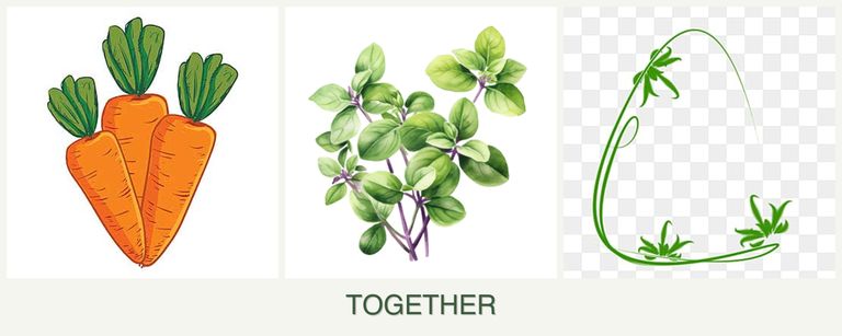 Can you plant carrots, oregano and tarragon together?