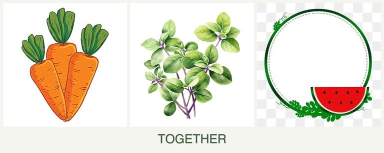 Can you plant carrots, oregano and watermelons together?
