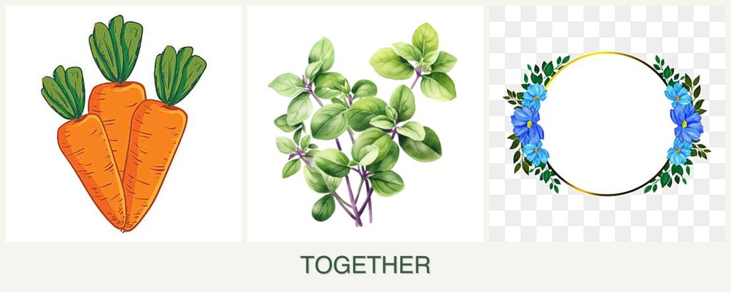 Can you plant carrots, oregano and zinnias together?