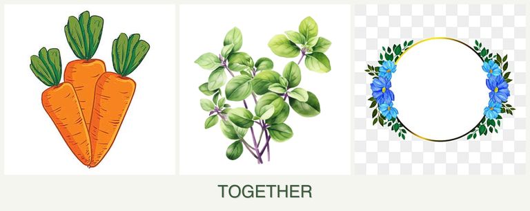 Can you plant carrots, oregano and zinnias together?