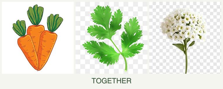 Can you plant carrots, parsley and alyssum together?