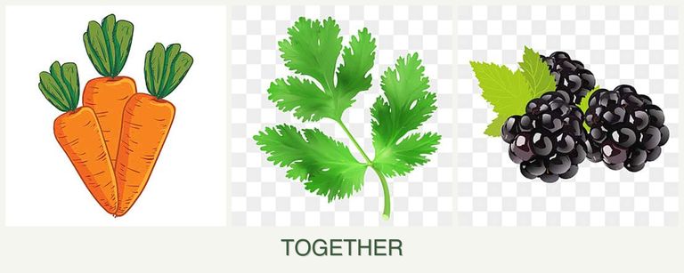 Can you plant carrots, parsley and blackberries together?
