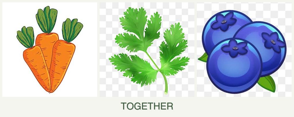 Can you plant carrots, parsley and blueberries together?