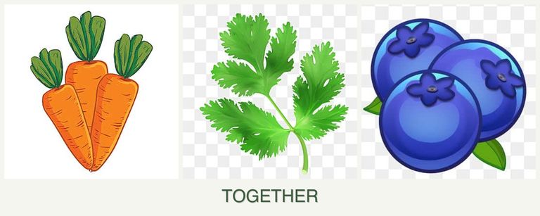 Can you plant carrots, parsley and blueberries together?