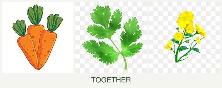 Can you plant carrots, parsley and calendula together?