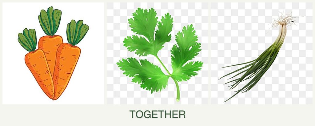 Can you plant carrots, parsley and chives together?