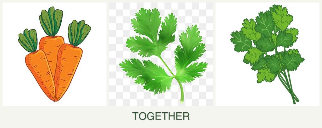 Can you plant carrots, parsley and cilantro together?