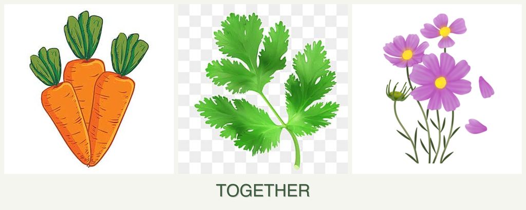 Can you plant carrots, parsley and cosmos together?