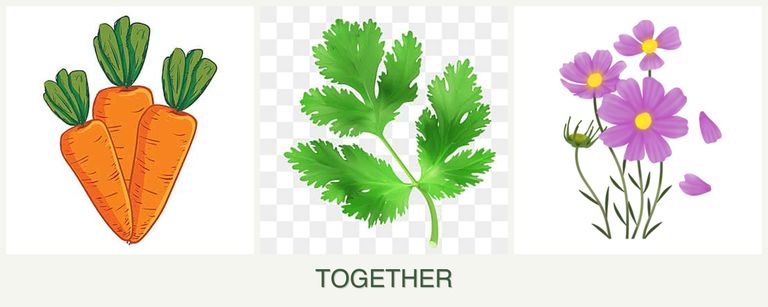 Can you plant carrots, parsley and cosmos together?