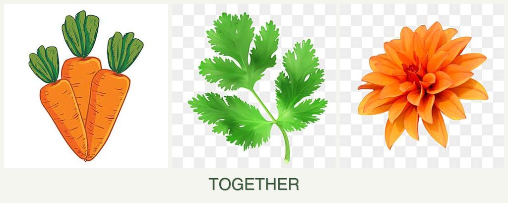 Can you plant carrots, parsley and dahlias together?