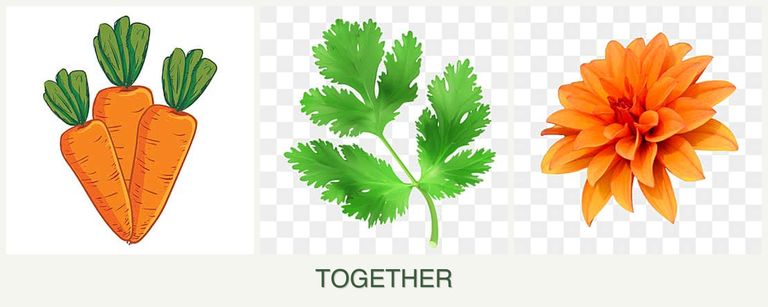 Can you plant carrots, parsley and dahlias together?