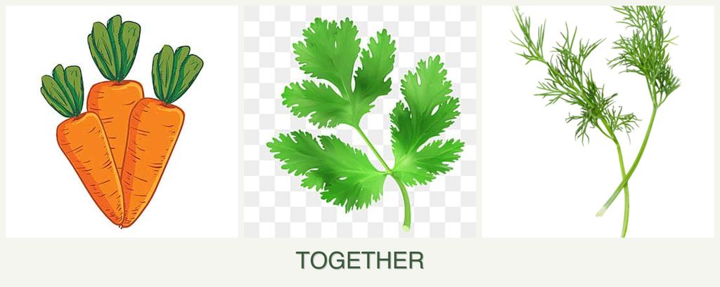 Can you plant carrots, parsley and dill together?