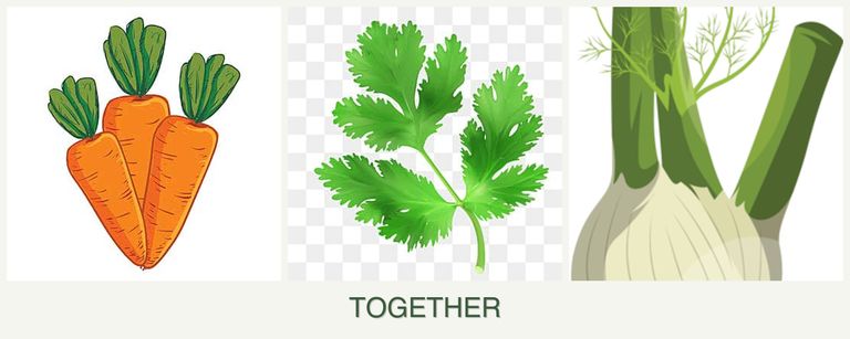 Can you plant carrots, parsley and fennel together?