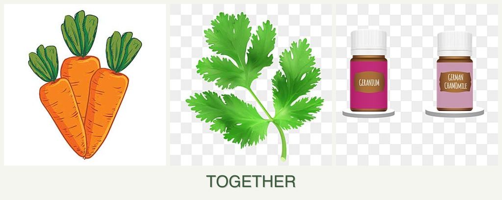 Can you plant carrots, parsley and geraniums together?