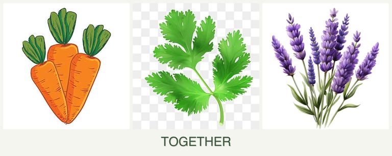 Can you plant carrots, parsley and lavender together?