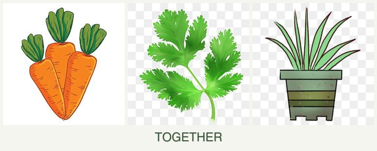 Can you plant carrots, parsley and lemongrass together?