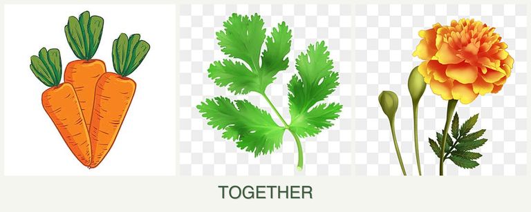 Can you plant carrots, parsley and marigolds together?