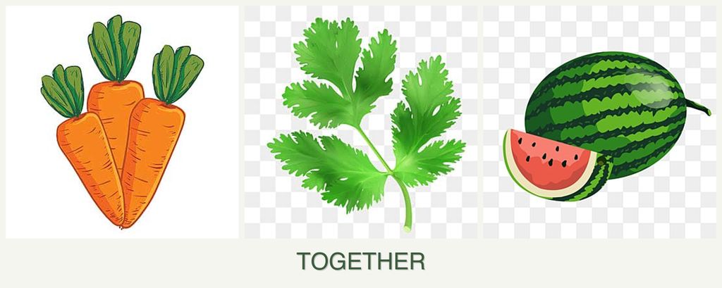 Can you plant carrots, parsley and melons together?