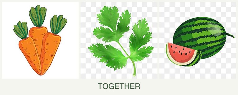 Can you plant carrots, parsley and melons together?