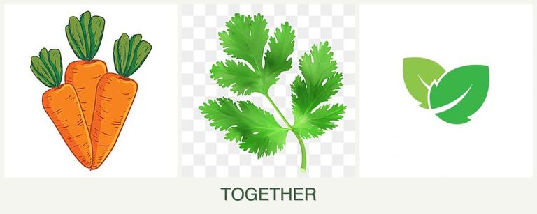 Can you plant carrots, parsley and mint together?