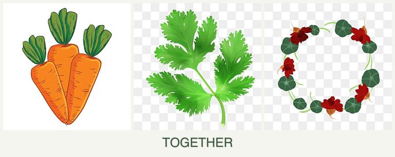 Can you plant carrots, parsley and nasturtiums together?
