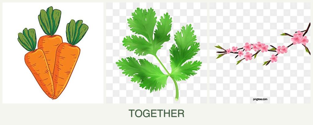 Can you plant carrots, parsley and peaches together?