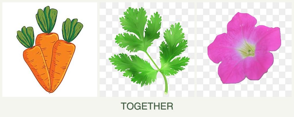 Can you plant carrots, parsley and petunias together?