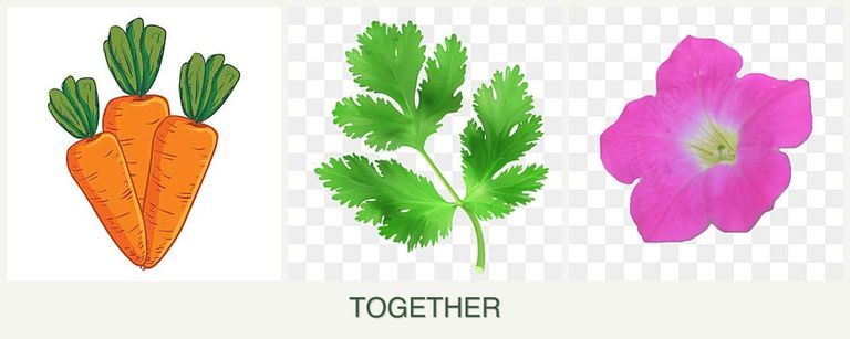 Can you plant carrots, parsley and petunias together?